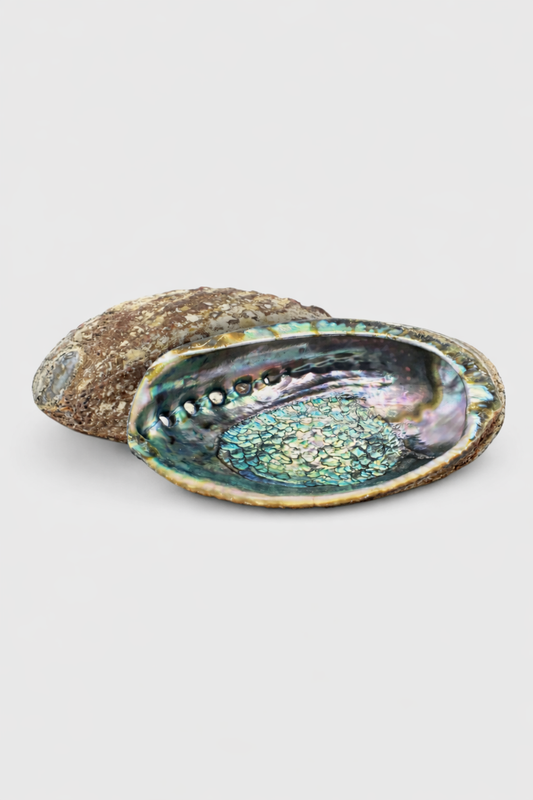Abalone Räucherschale – natürliche Muschel für Räucherungen